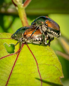 Japanese Beetle Mating