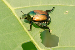 Japanese Beetle Damage