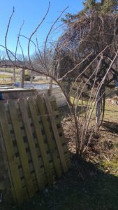 elderberry-growing-compost