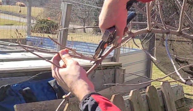 elderberry-propagation-cuttings